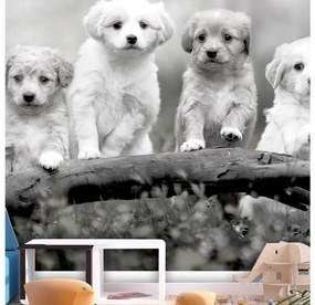 Fototapeta na stenu Four Puppies