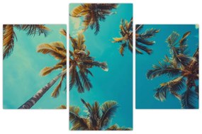 Obraz - Vysoké palmy (90x60 cm)