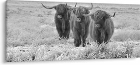 Obraz - Škótske kravy, čiernobiela (120x50 cm)