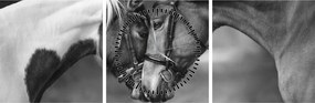 Obraz - Zamilované kone, čiernobiela (s hodinami) (90x30 cm)
