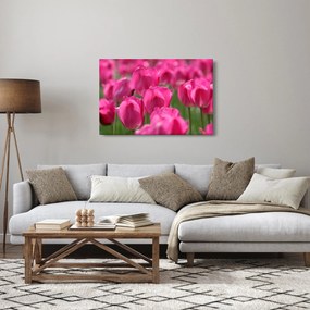 Obraz - Ružové tulipány (90x60 cm)