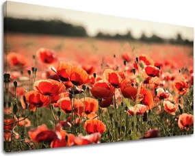 Obraz na stenu KVETY KV097E11 - 40x60 cm