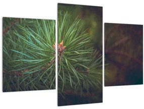 Obraz - Detail borovice (90x60 cm)