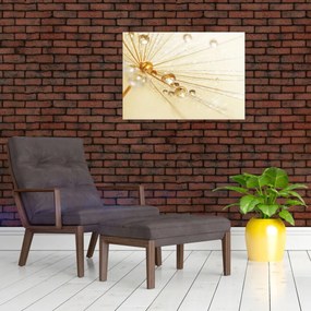 Sklenený obraz - Makro fotografie púpavy (70x50 cm)