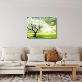 Sklenený obraz kvitnúceho stromu (70x50 cm)