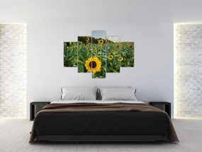 Obraz - Slnečnicové pole II. (150x105 cm)