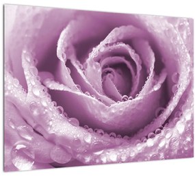 Sklenený obraz detailu kvetu ruže (70x50 cm)