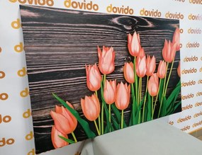 Obraz očarujúce oranžové tulipány na drevenom podklade