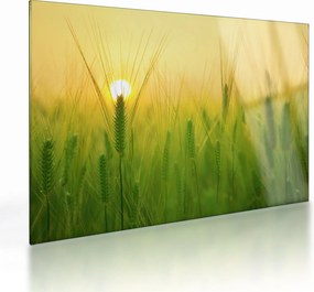Sklenený obraz - Pole s obilím (70x50 cm)