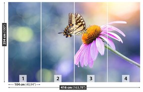 Fototapeta Vliesová Echinacea butterfly 250x104 cm