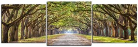 Obraz na plátne - Historické dubové stromy lemované poľnou cestou - panoráma 5239D (120x40 cm)