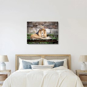 Sklenený obraz leva (70x50 cm)