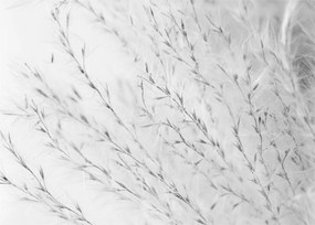 Sklenený obraz - Pampas grass N⁰2 (70x50 cm)