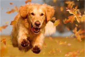 Obraz - Zlatý retriever (90x60 cm)