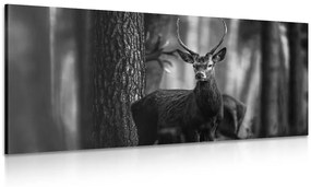 Obraz jeleň v lese v čiernobielom prevedení - 120x60