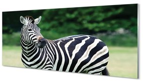 Obraz na akrylátovom skle Zebra box 120x60 cm