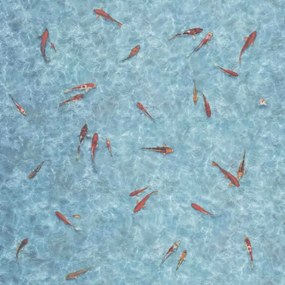 PVC podlaha MOONLIGHT RYBY KOI