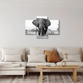 Obraz - Slon africký II. (90x60 cm)