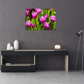 Sklenený obraz tulipánov na lúke (70x50 cm)
