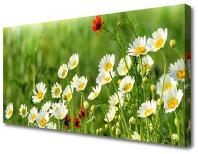 Obraz Canvas Sedmokráska rastlina príroda 140x70 cm