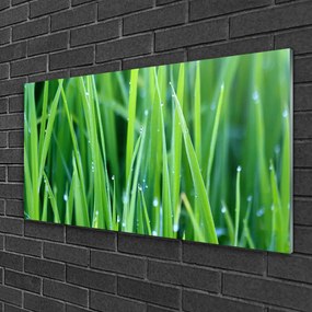 Skleneny obraz Tráva kvapky rastlina príroda 140x70 cm
