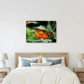 Sklenený obraz motýľa na kvetine (70x50 cm)