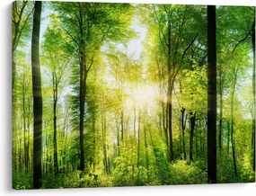 Obraz - Svitanie v lese (70x50 cm)