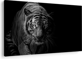 Obraz divokého tigra (90x60 cm)