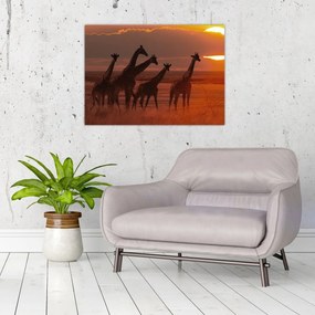 Sklenený obraz - Žirafy v africkej savane (70x50 cm)