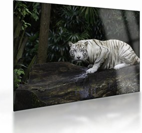 Sklenený obraz - Tiger albín (70x50 cm)