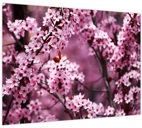 Sklenený obraz - Ružová sakura (70x50 cm)