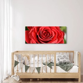 Obraz kvetu ruže (120x50 cm)