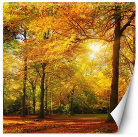 Fototapeta, Podzimní les na slunci - 150x150 cm
