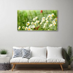 Skleneny obraz Sedmokráska rastlina príroda 140x70 cm