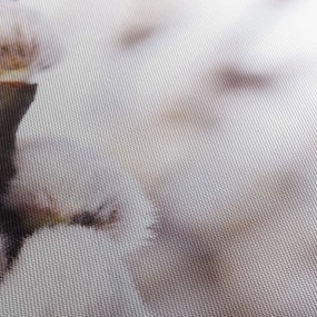 Obraz - Vetva mačičky (120x50 cm)