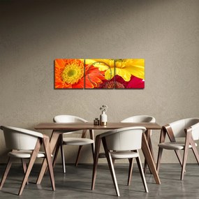 Obraz - Kvety Gerbery (s hodinami) (90x30 cm)
