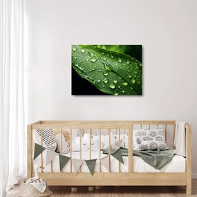 Sklenený obraz - List po daždi (70x50 cm)