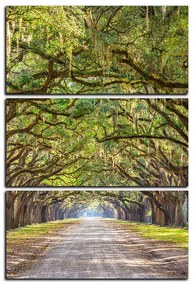 Obraz na plátne - Historické dubové stromy lemované poľnou cestou - obdĺžnik 7239B (90x60 cm  )
