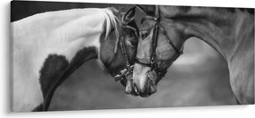 Obraz - Zamilované kone, čiernobiela (120x50 cm)