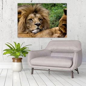 Obraz - lev