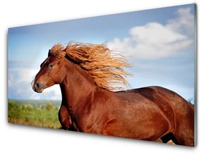 Nástenný panel  Kôň zvieratá 120x60 cm