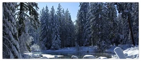 Obraz zasneženého lesa (120x50 cm)