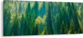 Obraz - Borovicový les (120x50 cm)