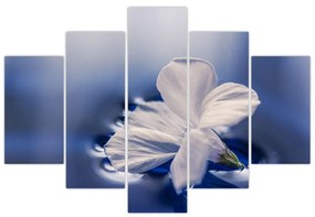 Obraz bieleho kvetu vo vode