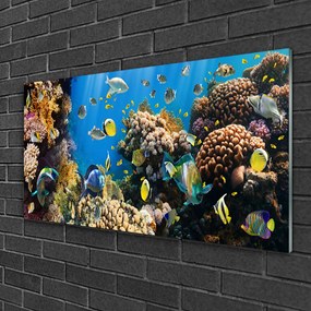 Obraz na skle Koralový útes príroda 100x50 cm