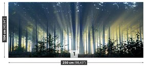 Fototapeta Vliesová Smrekový les 152x104 cm