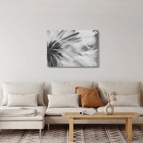 Sklenený obraz - Púpava (70x50 cm)
