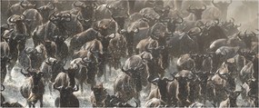 Obraz - Stádo pakoňov (120x50 cm)