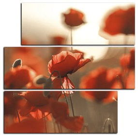 Obraz na plátne - Maky na slnku - štvorec 393FD (105x105 cm)