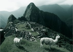 Sklenený obraz - Lamy na Machu Picchu v Peru (70x50 cm)